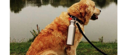 Chien qui porte une gourde en inox