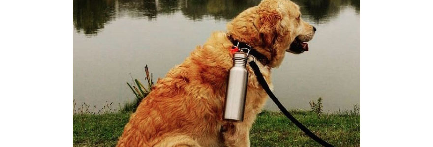 Chien qui porte une gourde en inox